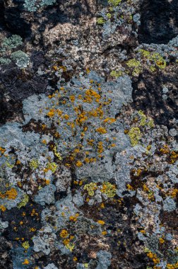 Bir granit taşın üzerinde büyüyen çeşitli yosun ve liken çeşitleri. Açık hava..