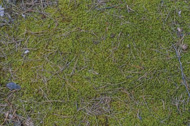 Ormanın yüzeyine yakın bir yerde, manzaranın üst kısmında. Yeşil yosun ve düşen çam iğnelerinin arka planı..