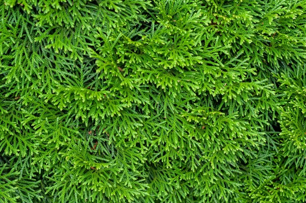 Grön Häck Tät Thuja Textur Bakgrund Närbild Natur Utomhus — Stockfoto