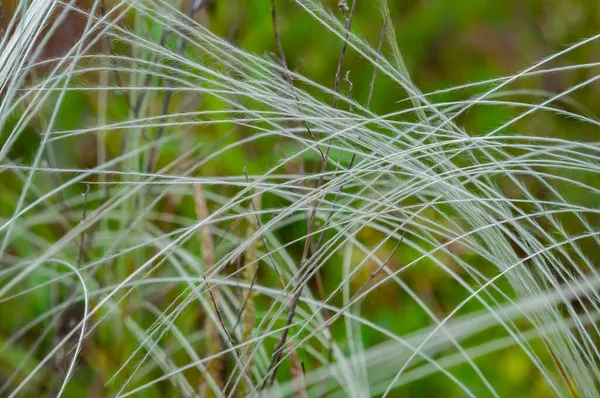 フィールド背の高い草の羽の草から夏の背景 草原植物スティパクローズアップ 自然屋外 — ストック写真