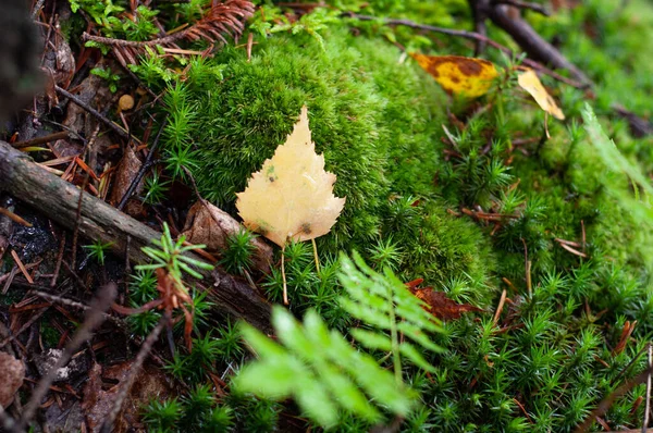 Moss Creciendo Bosque Cerca Vegetación Variada Temporada Otoño — Foto de Stock