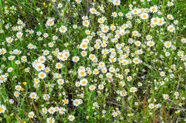 Papatya çiçeğinin çiçekli arka planı. Papatya çiçeği tarlası kapanıyor. Doğa. Yabani çiçekler tarlası