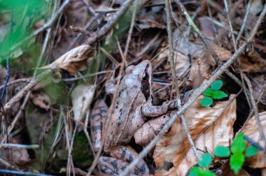 Kahverengi toprak kurbağası, kurumuş yaprakların arasında iyi saklanır. Ukrayna 'da yaşayan Karpat ormanları. Doğa kapanıyor.