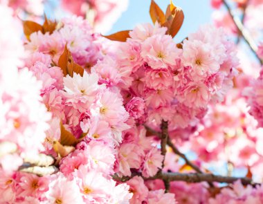 Yakın plan pembe kiraz çiçekleri dalında yapraklar