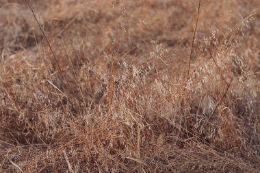 Sahada tohumları olan sarı kuru otlar. Kuru, uzun bitki kökleri, sarı çayır otları, yatay arka plan