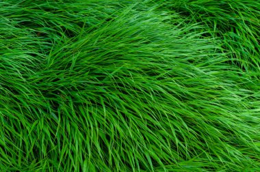 Yoğun bir yastıkta yetişen yeşil çimenler, güzel yeşil bir arka plan.