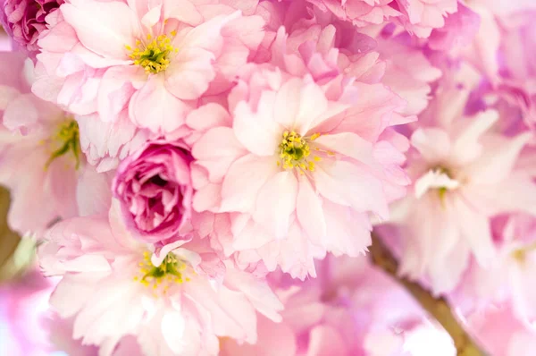 Nahaufnahme Von Rosa Kirschblüten Mit Blättern Auf Einem Zweig — Stockfoto