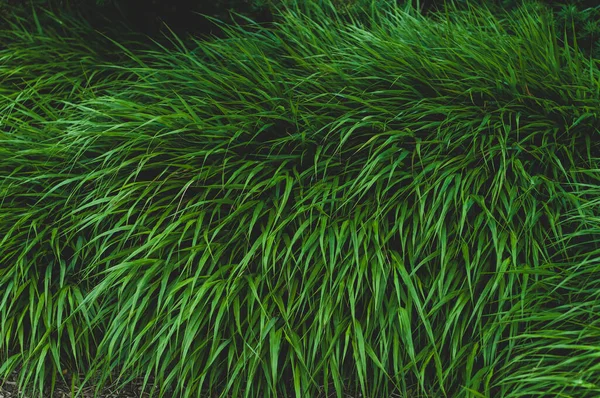 Φωτεινό Πράσινο Πυκνό Γρασίδι Κοντά Πολύχρωμο Φόντο Φυτών — Φωτογραφία Αρχείου