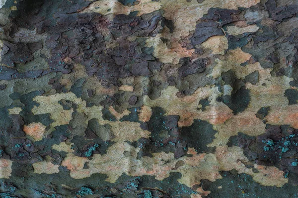 斑点树皮的乔木 主干特写的纹理背景 水平图像 带有文本空间 — 图库照片