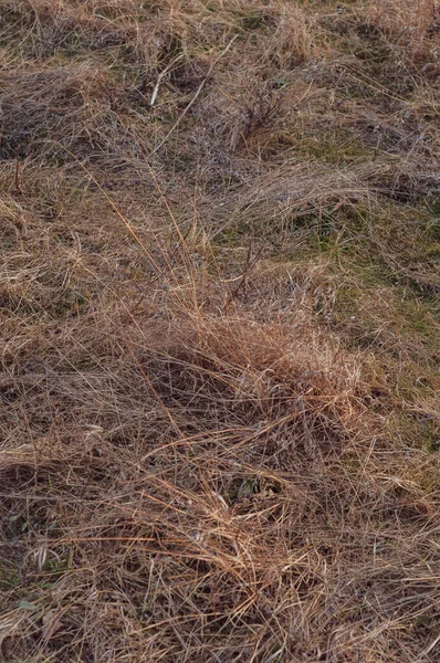 Vergilbtes Trockenes Gras Auf Dem Feld Stämme Trockener Hoher Vegetation — Stockfoto