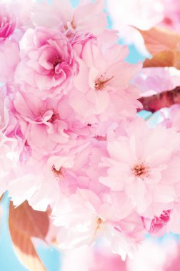 Çiçekli kiraz ağacı dalı, pembe çiçekler, güzel çiçek açan Japon sakurası..