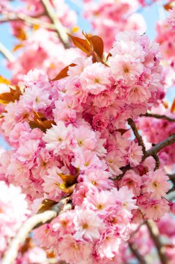 Yakın plan pembe kiraz çiçekleri dalında yapraklar