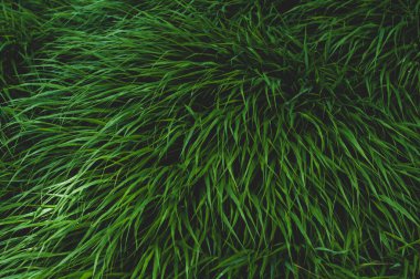 Parlak yeşil yoğun çimenler, yakın plan, renkli bitki arka plan.