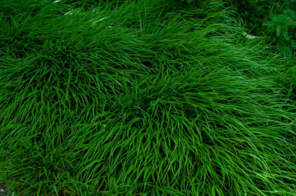 Vintergrönt Gräs Växer Tät Kudde Vacker Grön Bakgrund — Stockfoto