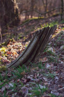 Bulanık bir arka planda ormanda eski kuru bir kütük.