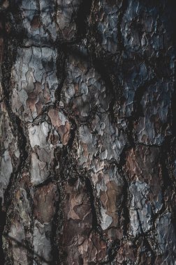 Çam ağacı yüzeyi dikey arkaplan, ağaç kabuğu yakın plan