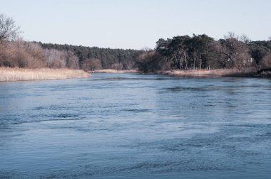 Warta Nehri 'nin manzarası ağaçlı çalılar ve sararmış kuru kamışlarla kaplanmış bir bankanın arka planına karşı..