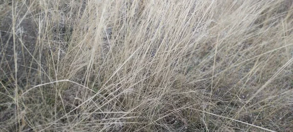 Vergilbtes Trockenes Gras Auf Dem Feld Stämme Trockener Hoher Vegetation — Stockfoto