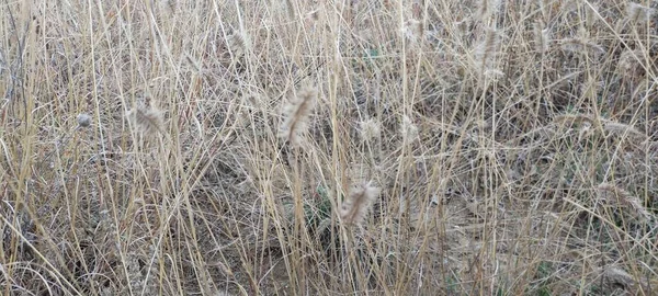 Gros Plan Herbe Steppe Sèche Désert Herbe Sèche Non Coupée — Photo