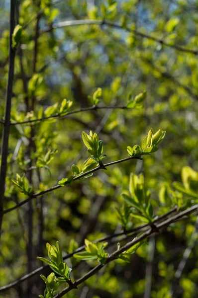 Hojas Verdes Jóvenes Arbusto Primer Plano Fondo Borroso —  Fotos de Stock