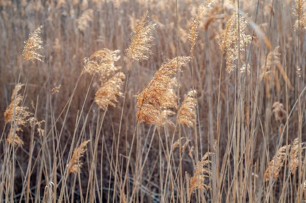 沼の近くの乾燥した黄色の葦 背の高いふわふわの植物 野菜の背景 — ストック写真