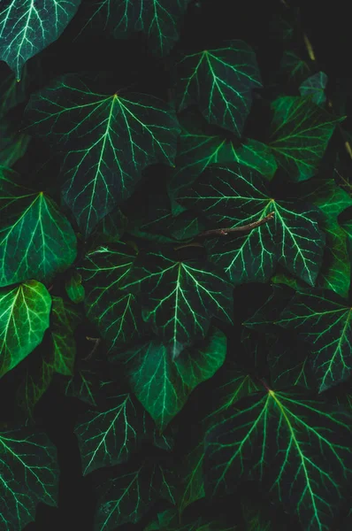 Många Murgröna Blad Täcker Väggen Närbild Naturlig Växt Bakgrund — Stockfoto
