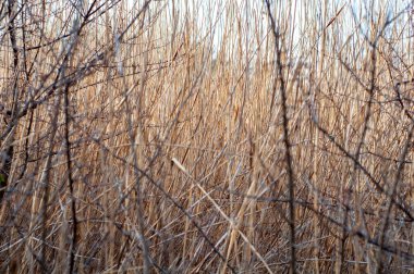 Kuru sarı sazlıkların kökleri çalıların arasında yakın plan, bulanık arka plan