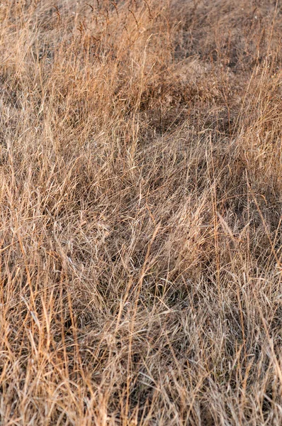 Nahaufnahme Des Grases Der Trockenen Steppe Der Wüste Ungemähtes Trockenrasenfeld — Stockfoto