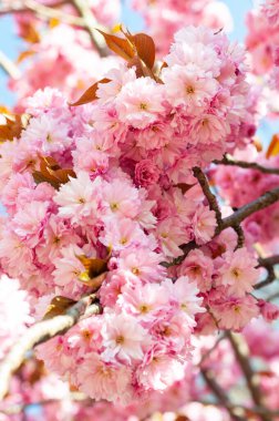 Pembe çiçekli kiraz çiçekli pembe sakura. Pembe küçük çiçekler resmi kapatır.