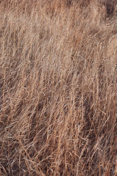 Vergilbtes Trockenes Gras Auf Dem Feld Stämme Trockener Hoher Vegetation — Stockfoto