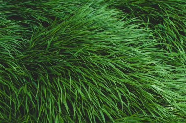 Parlak yeşil yoğun çimenler, yakın plan, renkli bitki arka plan.