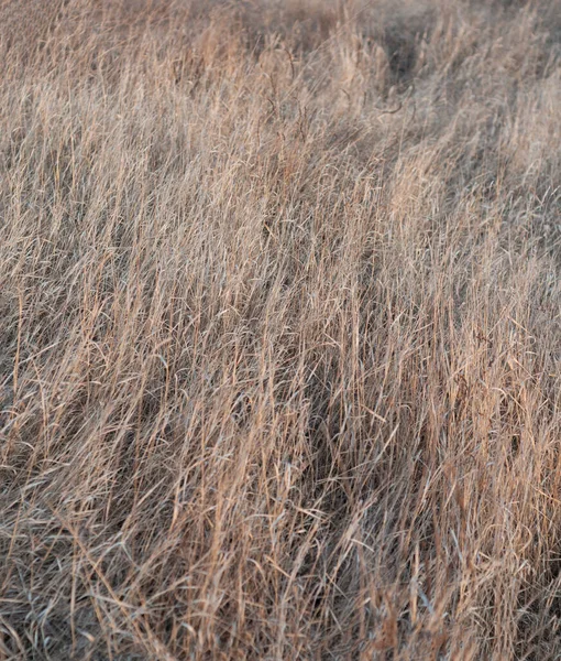 Trockenes Steppenwüstengras Nahaufnahme Ungemähtes Trockenes Gras Feld — Stockfoto