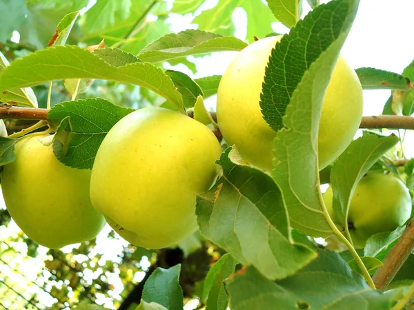 Äpfel auf einem Zweig — Stockfoto
