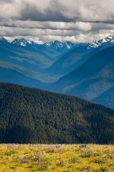 Hurricane ridge στο Ολυμπιακό Εθνικό Πάρκο, Ουάσιγκτον — Φωτογραφία Αρχείου