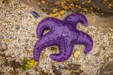 Sea stars or starfish on a rock exposed by the low tide in Oregon clipart