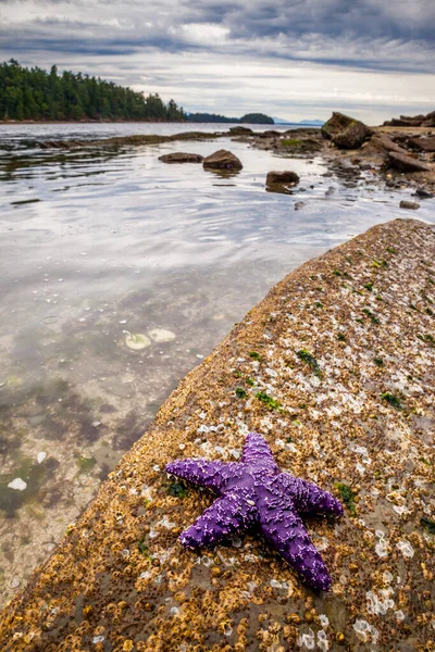 Sea stars or starfish on a rock exposed by the low tide in Oregon — Stock Photo, Image