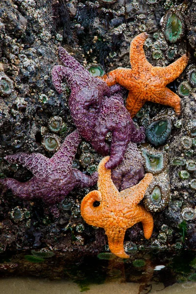 Sea stars or starfish on a rock exposed by the low tide in Oregon