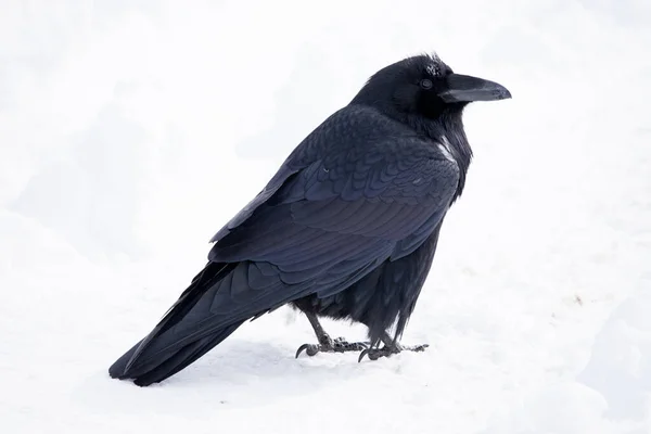 Коммон Равен, Corvus corax, зимой, Национальный парк Банфф, Альберта — стоковое фото
