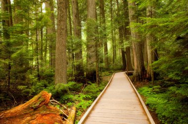 Trail of The Cedars, a short hike through a Cedar forest in Glacier National Park, Montana