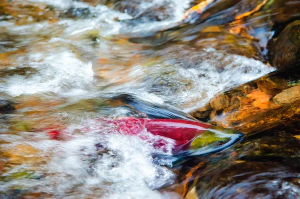 Spawing Sockeye Salmon fighting against the current, British Columbia — Stock Photo, Image