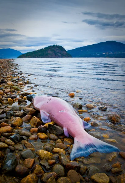 Dead spawning sockeye salmon on the shore of Shushwap Lake, British Columbia — Stock Photo, Image