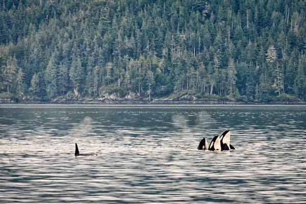 Orcas in the Johnstone Straight, British Columbia