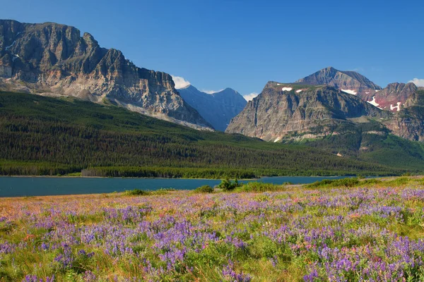 Flores silvestres en la orilla del lago Sherburne en el Parque Nacional Glaciar, Montana — Foto de Stock