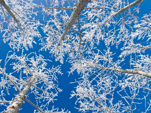 Rimfrosten täckt träd i ett fält på en kall vinterdag — Stockfoto