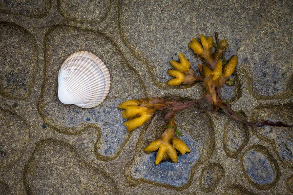 조개껍데기와바 다 해초 - 브리티시컬럼비아주의 걸프 제도에 있는 갈리아노 섬 — 스톡 사진