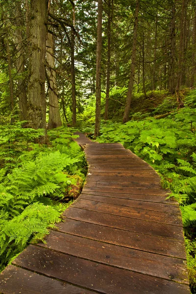 Ahşap tahta Mt Revelstoke Milli Parkı, British Columbia '