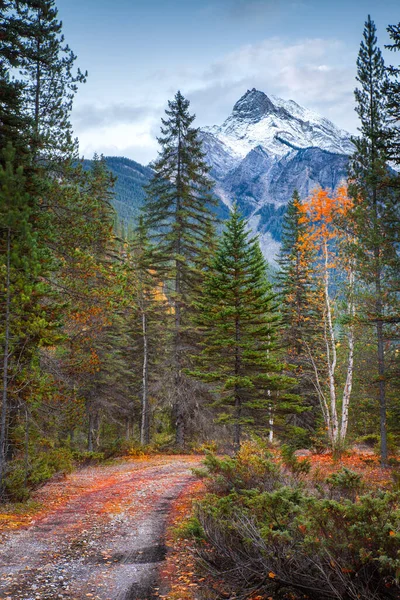 A dirt trail or road in the woods in the Canadian Rocky Mountains in British Columbia —  Fotos de Stock