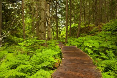 Ahşap tahta Mt Revelstoke Milli Parkı, British Columbia '