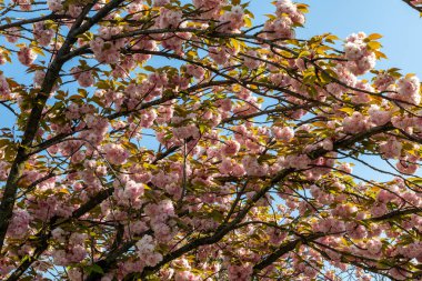 Georges Brassens Halk Bahçesinde kiraz çiçeği 15. bölgede Paris, Fransa