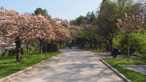 Flor de cerezo en primavera en el Parque Público George Brassens de París — Vídeo de stock